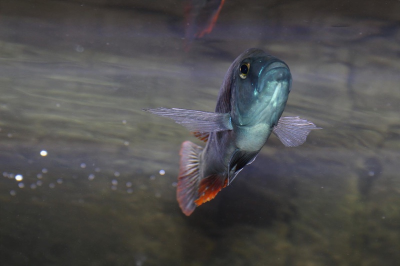 Dimidiochromis strigatus